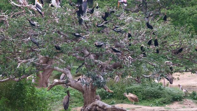 Oriental Darters Nesting in Mangrove Tree with Painted Storks, Pelicans and Grey Herons &ndash; Wetland Colony. A large flock of Oriental Darters (Anhinga melanogaster) perched densely on a mangrove tree.