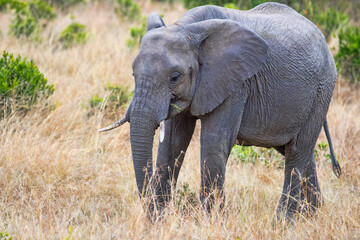 Obraz premium Elephants of the Mara. Elephants walking on the plains of the Masai Mara National Reserve, Kenya
