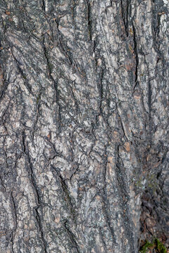 Detailed close-up of rough tree bark texture, ideal as a natural background or rustic design element.
