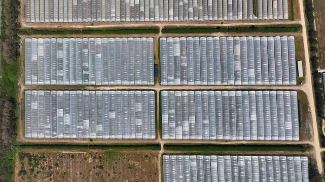 Overview of a greenhouse complex with plastic greenhouses and polytunnel farms for commercial horticulture