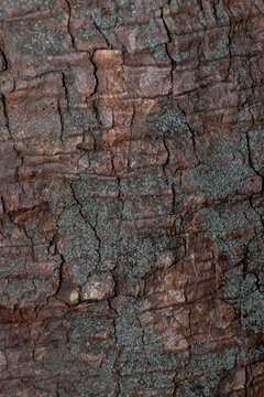 Detailed close-up of weathered tree bark covered with green lichen &mdash; rugged natural texture ideal for backgrounds, design, nature and environmental projects.