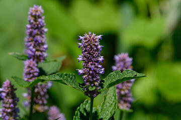 Fototapeta premium Anise hyssop is a perennial plant in the mint family and is lavender in color. It is native to northern North America and is tolerant of deer and drought and is visited by many pollinators. 