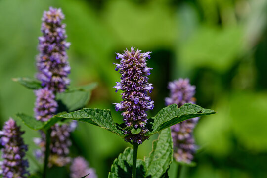 Anise hyssop is a perennial plant in the mint family and is lavender in color. It is native to northern North America and is tolerant of deer and drought and is visited by many pollinators. 