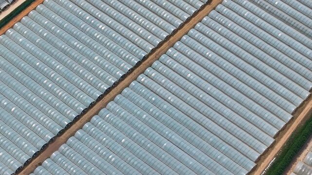 Overview of plastic greenhouses in polytunnel farm for commercial agriculture