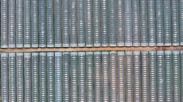 Aerial view of a polytunnel farm showing rows of commercial greenhouses in a protected agriculture setup
