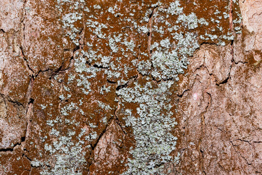 Macro photo of weathered tree bark covered in pale green lichen, showcasing natural texture and organic patterns for backgrounds and nature projects.