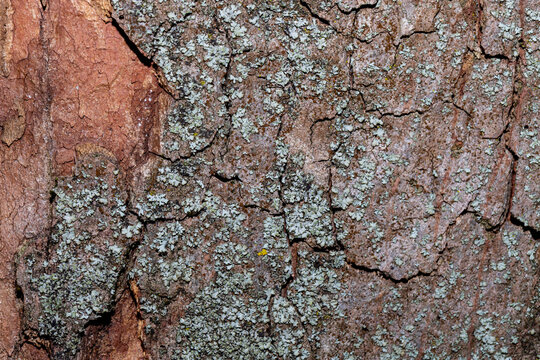 Close-up of tree bark with pale green lichen texture for natural background and macro detail