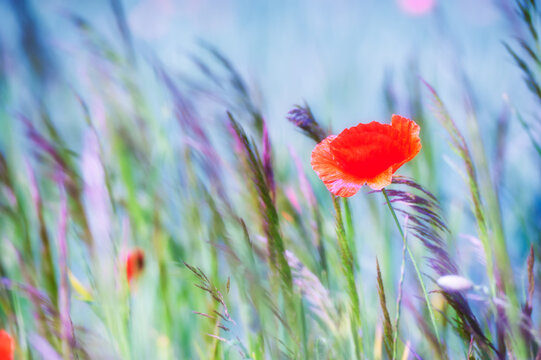 Nature background with spring flowers. Selective and soft focus. Close up.