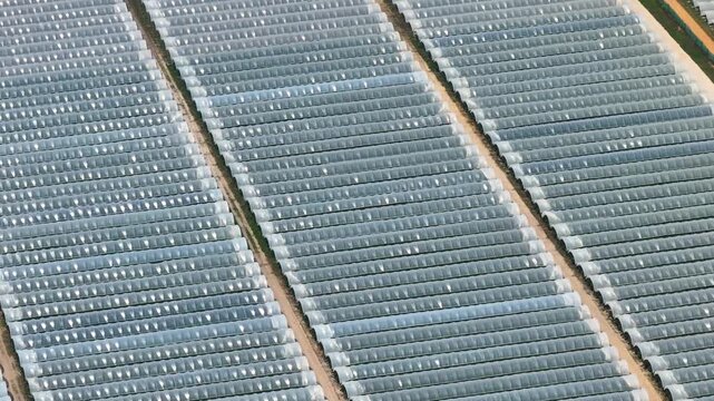 Overview of greenhouse complex with plastic greenhouses in a polytunnel farm setting