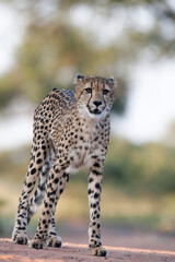 Cheetahs of the Mara. A young male cheetah. Taken in Masai Mara National Reserve, Kenya © Stefon Linton