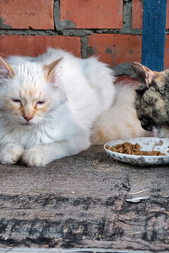 Cats are sitting together on a wooden surface. They appear relaxed while a food bowl is nearby with some cat food in it