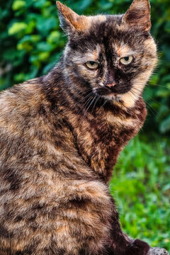 A cat sits on the grass looking at the camera. It has a mix of brown and black fur. The background shows green plants and trees under bright sunlight