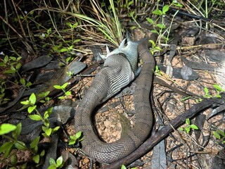 Fototapeta premium Homalopsis buccata is a snake that feeds on fish.
