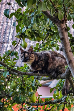 A cat rests on a branch of a tree filled with green leaves and pears. The background shows a rustic roof and clear daylight