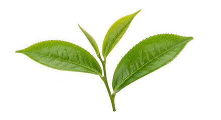Fototapeta premium Fresh green tea leaves growing on a small twig isolated on a simple surface isolated on transparent background