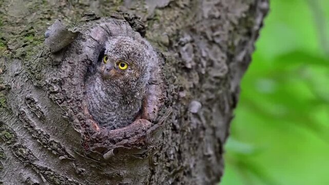Young Oriental Scops Owl in Tree Hollow