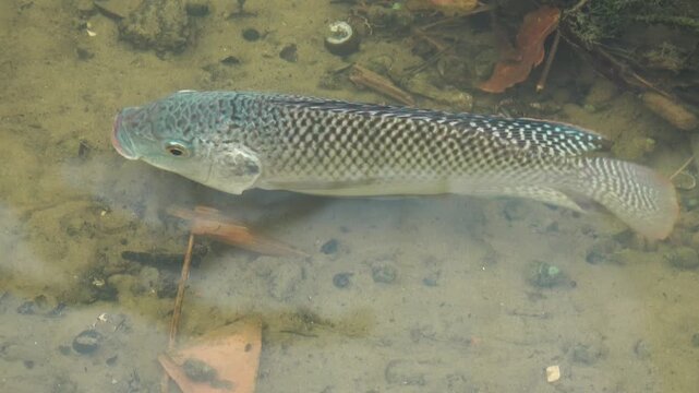 There is a tilapia gliding in the clear stream.