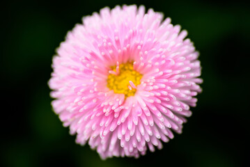 Macro Close-up of a Pink Daisy in a Spring Park © 墨枫