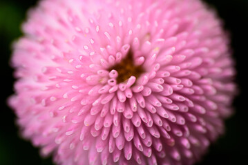 Macro Close-up of a Pink Daisy in a Spring Park © 墨枫