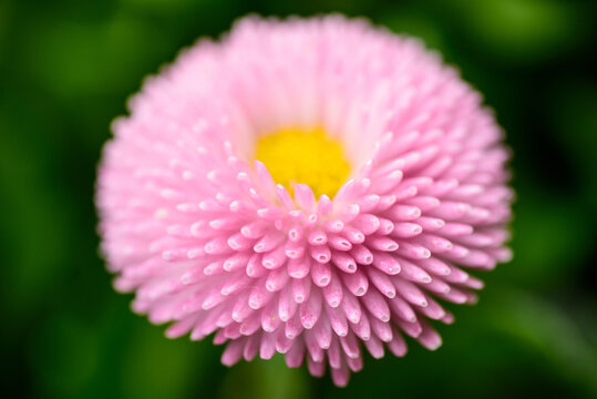 Macro Close-up of a Pink Daisy in a Spring Park