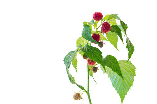 Fresh ripe raspberries on green branch isolated on white background