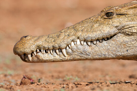 Crocodiles of the Mara. A close up of a crocodile's head. Taken in Masai Mara National Reserve, Kenya