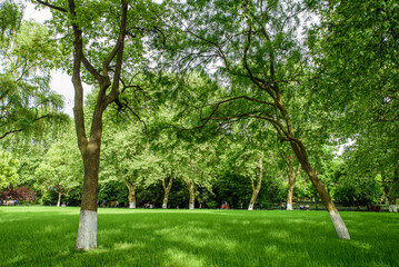 Fototapeta premium Natural Scenery of Liulang Wenying Park, Hangzhou, Zhejiang, China