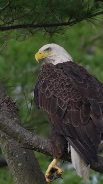 Bald eagle perched on tree branch in forest