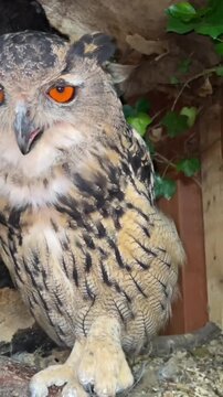 Eagle owl eating food in tree hollow