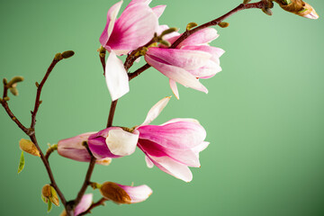 delicate pink magnolia blossoms on soft green background © Peredniankina