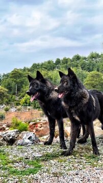 Black wolves resting on rocky ground in forest
