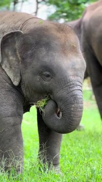 Baby elephant eating grass in green field