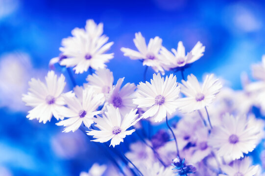 Nature background with spring flowers. Selective and soft focus. Close up.