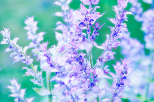 Nature background with spring flowers. Selective and soft focus. Close up.