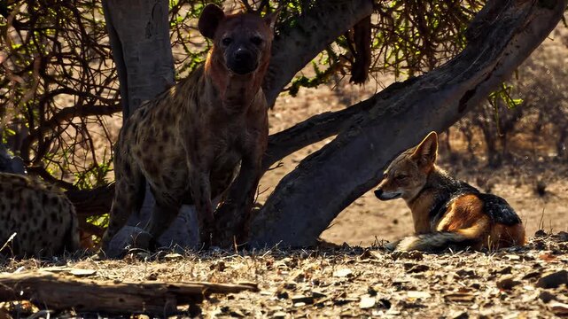 Hyena and Jackal coexist under acacia tree in African savanna