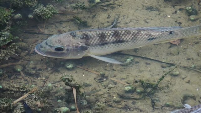 A tilapia accompanied by stream-bottom snails and small fish.