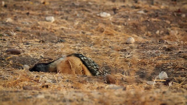Mother jackal carries her pup through dry grassy terrain in daylight