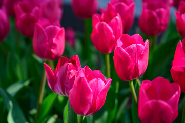 Obraz premium Close-up of vibrant pink tulips blooming in a garden under bright spring sunlight.