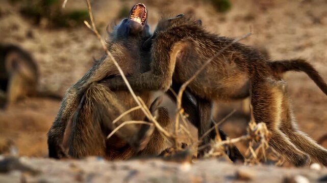 Two baboons interacting aggressively with open mouths and bared teeth in dry landscape