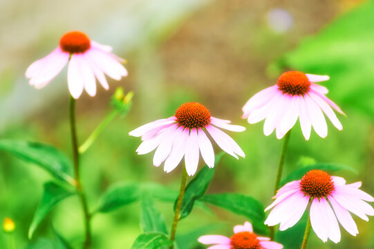Nature background with spring flowers. Selective and soft focus. Close up.
