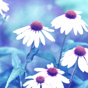 Nature background with spring flowers. Selective and soft focus. Close up.