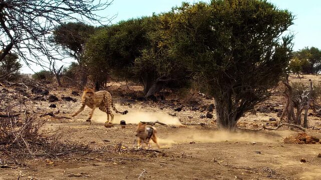 Cheetah chases jackal through arid savanna landscape