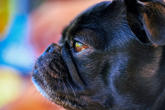 Mopshund Portrait