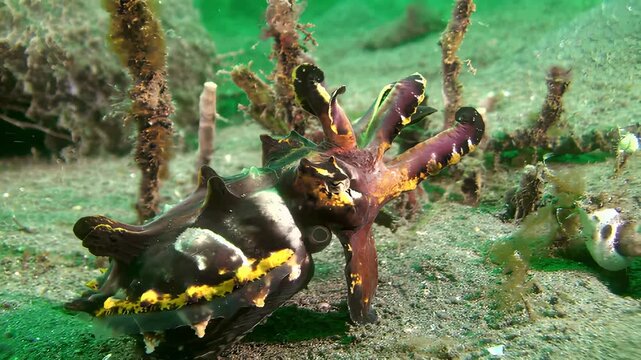 Flamboyant cuttlefish displays vibrant colors while moving across sandy seabed