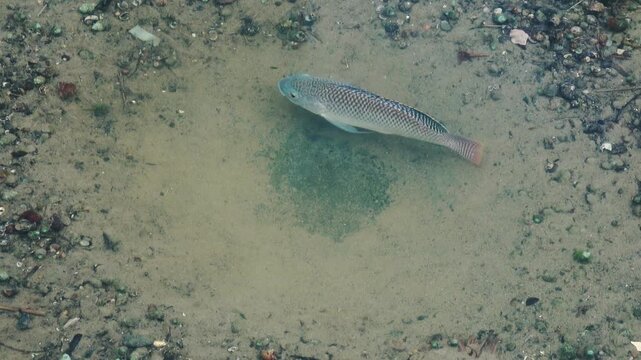 A tilapia clears a circular spawning nest on the stream bed.