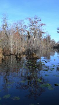 Autumn landscape of the Okefenokee National Wildlife Refuge, a freshwater wetland in Georgia, USA.