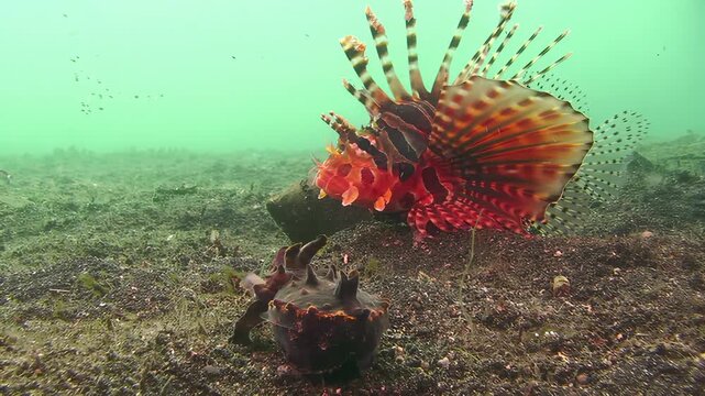 Underwater scene featuring a lionfish and cuttlefish on a sandy seabed
