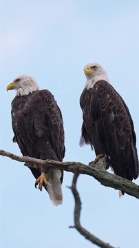 Two bald eagles perched on branch in sky background