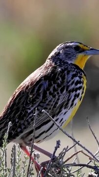 Meadowlark perched on branch singing in nature