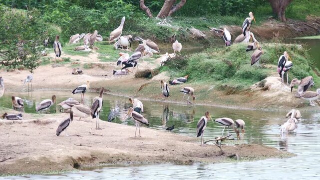 Diverse Wetland Habitat with Painted Storks, Grey Heron, Pelicans and Oriental Darters &ndash; 4K Wildlife Video. The video showcasing a thriving wetland habitat with juvenile and adult Painted Storks.